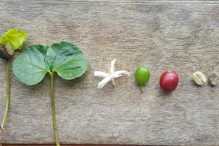 Andes Coffee Farm From Bean to Cup